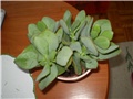 crasula